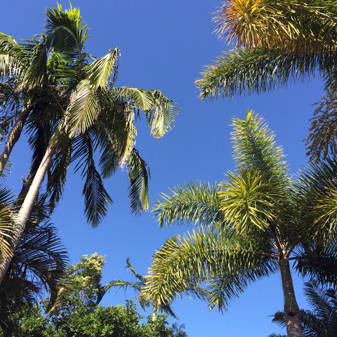Lakes Coolum Palm Tree MELBOURNE GIRL