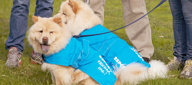 RSPCA Dogs - Melbourne Girl