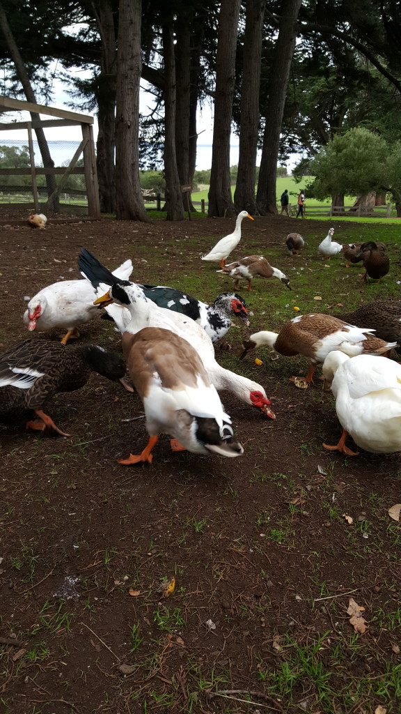 Ducks - PHILLIP ISLAND