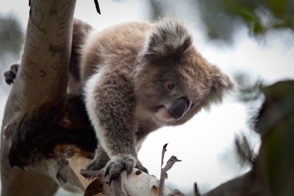 Koala - PHILLIP ISLAND - Victoria, Australia