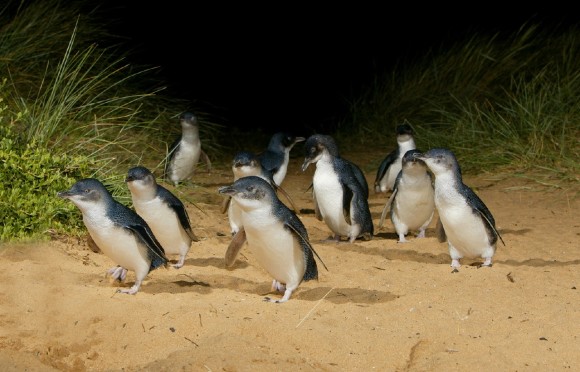 Fairy Penguins - PHILLIP ISLAND - Victoria, Australia