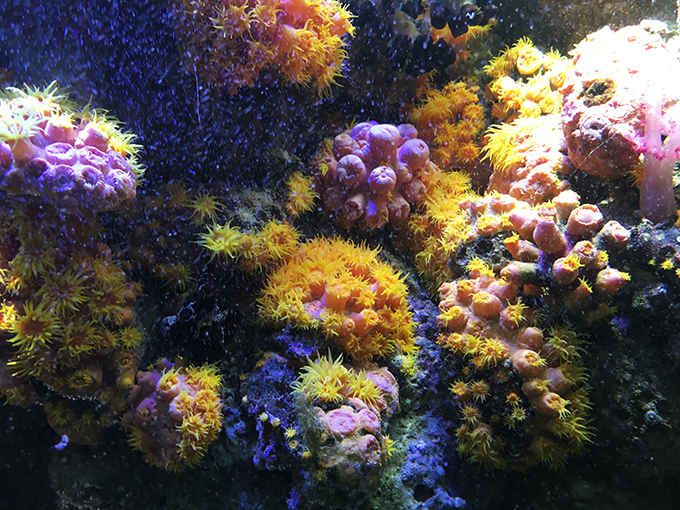 The Aquarium des Lagons Nouvelle Caledonie