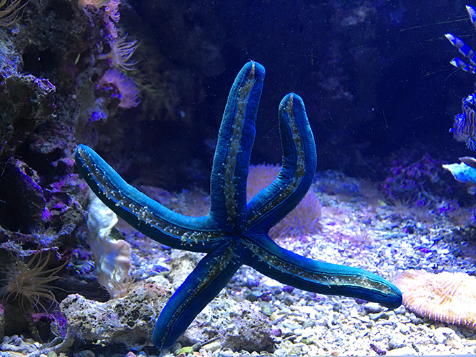 The Aquarium des Lagons Nouvelle Caledonie