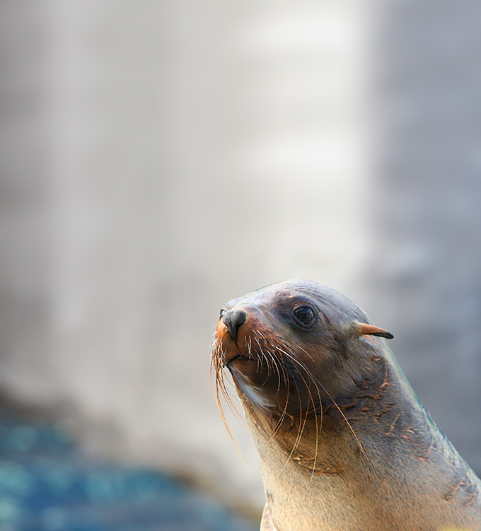 Australian Fur Seal - Melbourne Zoo