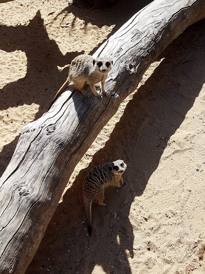 The Grampains Zoo - Australia