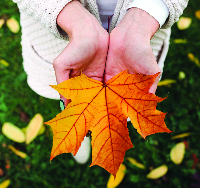 Autumn Leaf