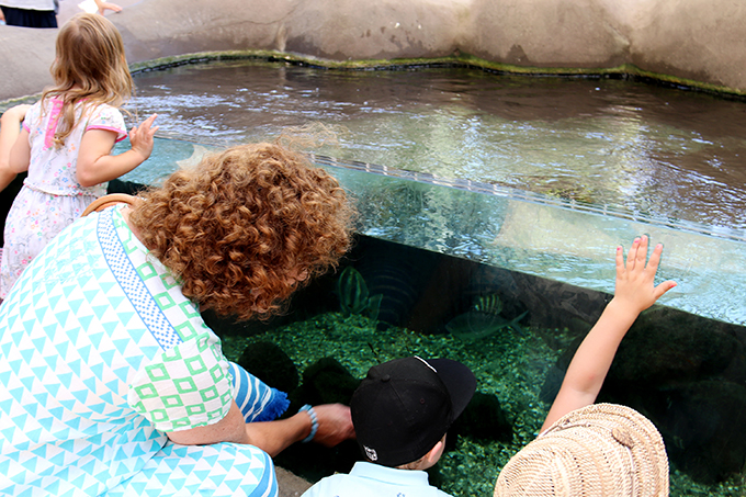 Experiencing Melbourne Zoo with Kids