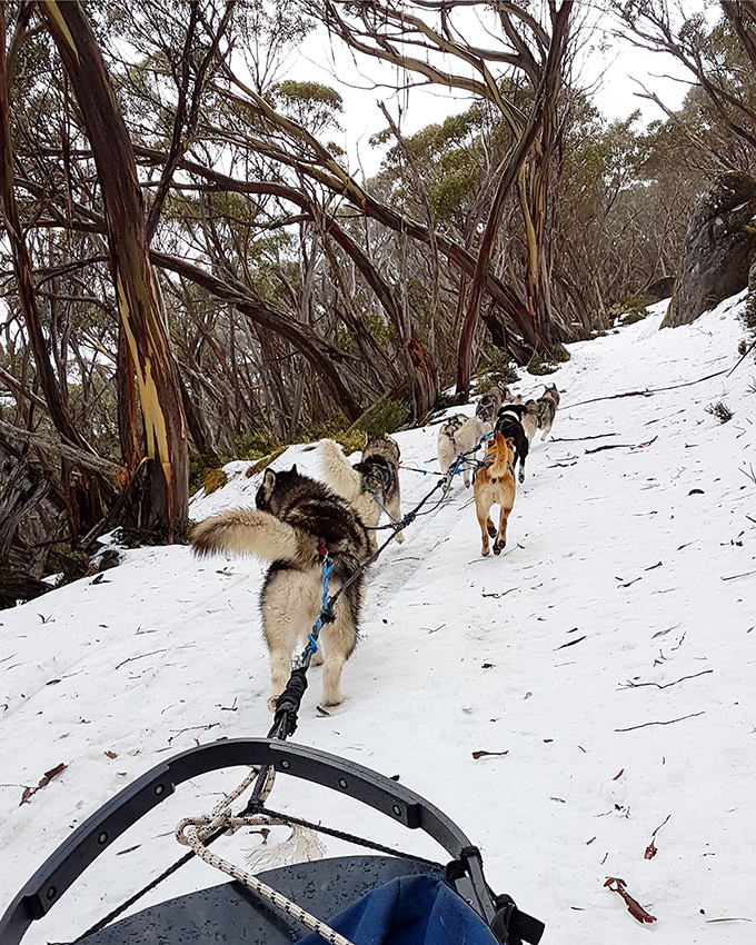 Howling Husky Sled Dog Tours - Mt Baw Baw