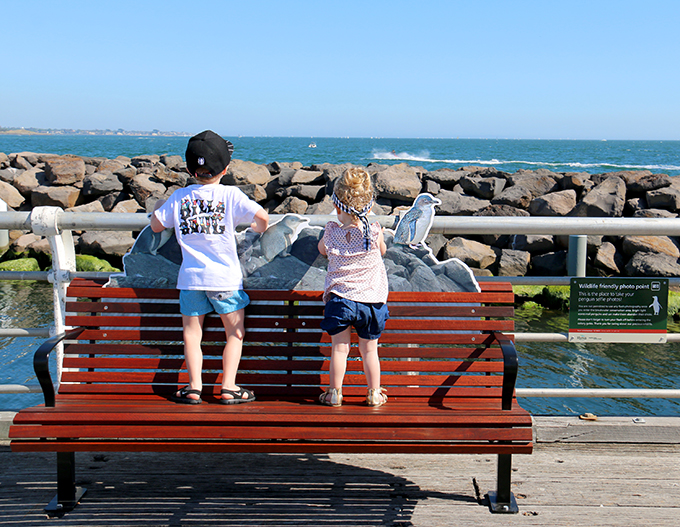 Penguin Spotting - St Kilda Pier