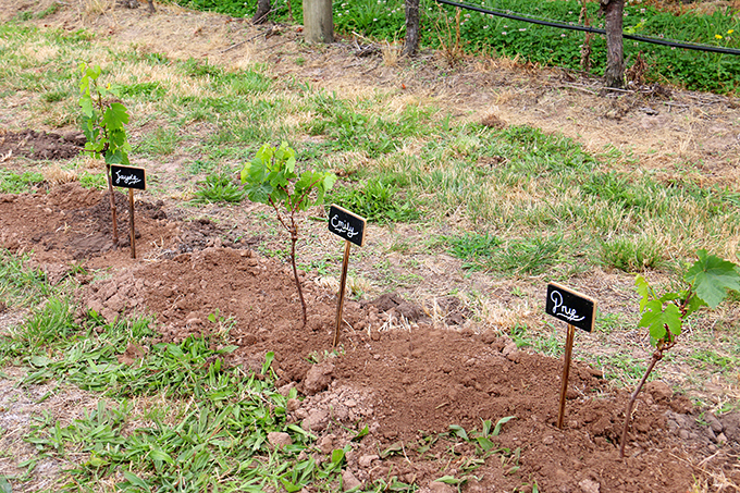 Planting the Melbourne Girl Vintage Blend at Domaine Chandon