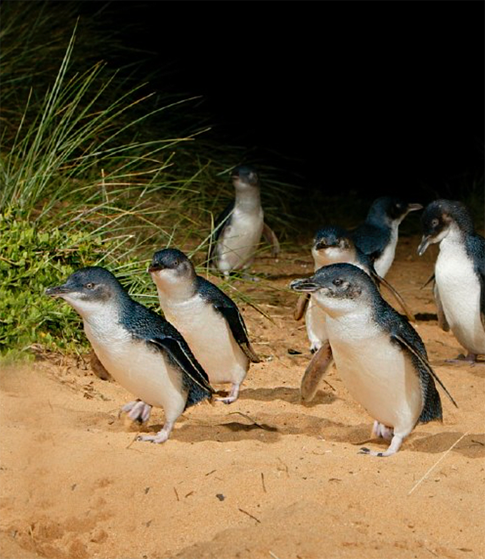 Penguin Parade - Phillip Island Fairy Penguins - Australia