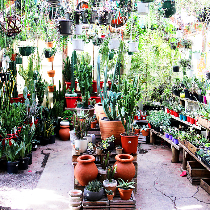Fitzroy Nursery - Indoor Plants shopping in Melbourne