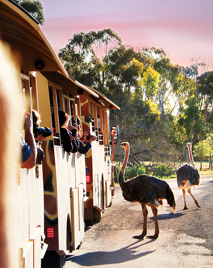 Ostriches at Werribee Zoo - Sunset Safari