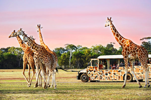 Watching the Giraffes at Werribee Zoo - Sunset Safari