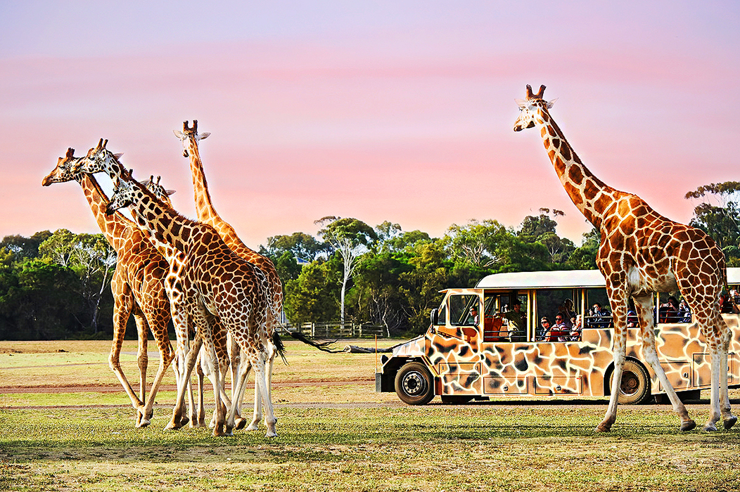 werribee park zoo safari