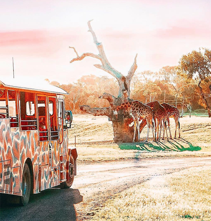 Sunset Safari at Werribee Zoo Melbourne